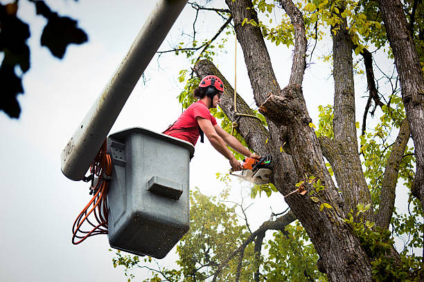 Best Seasonal Cleanup (Spring/Fall)  in Richboro, PA